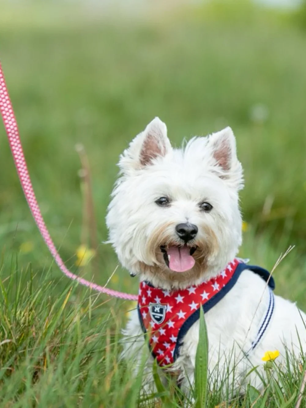 Hugo & Hudson Red Star Fabric Dog Lead